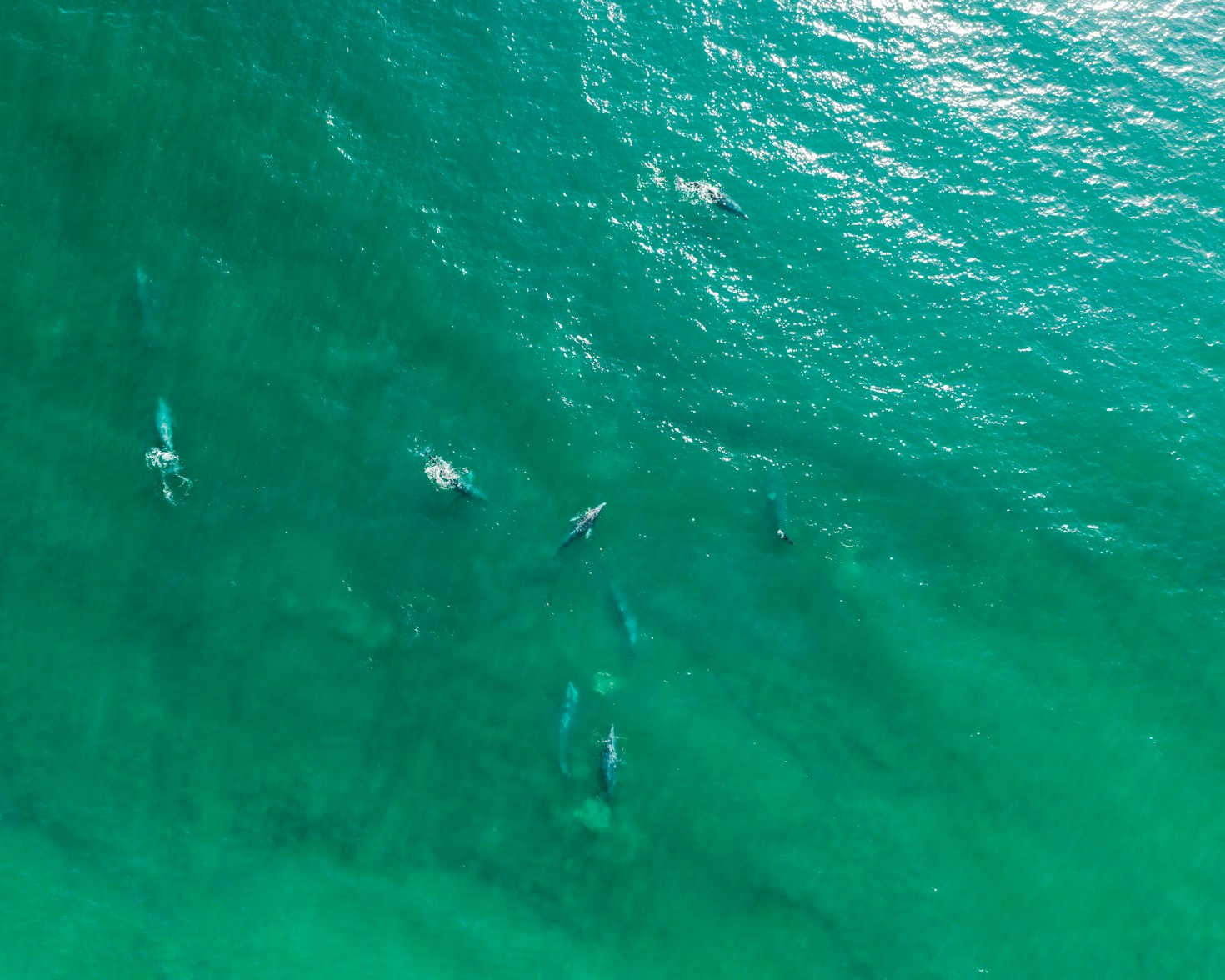 How Dedicated Sanctuaries Protect Endangered Whale Species