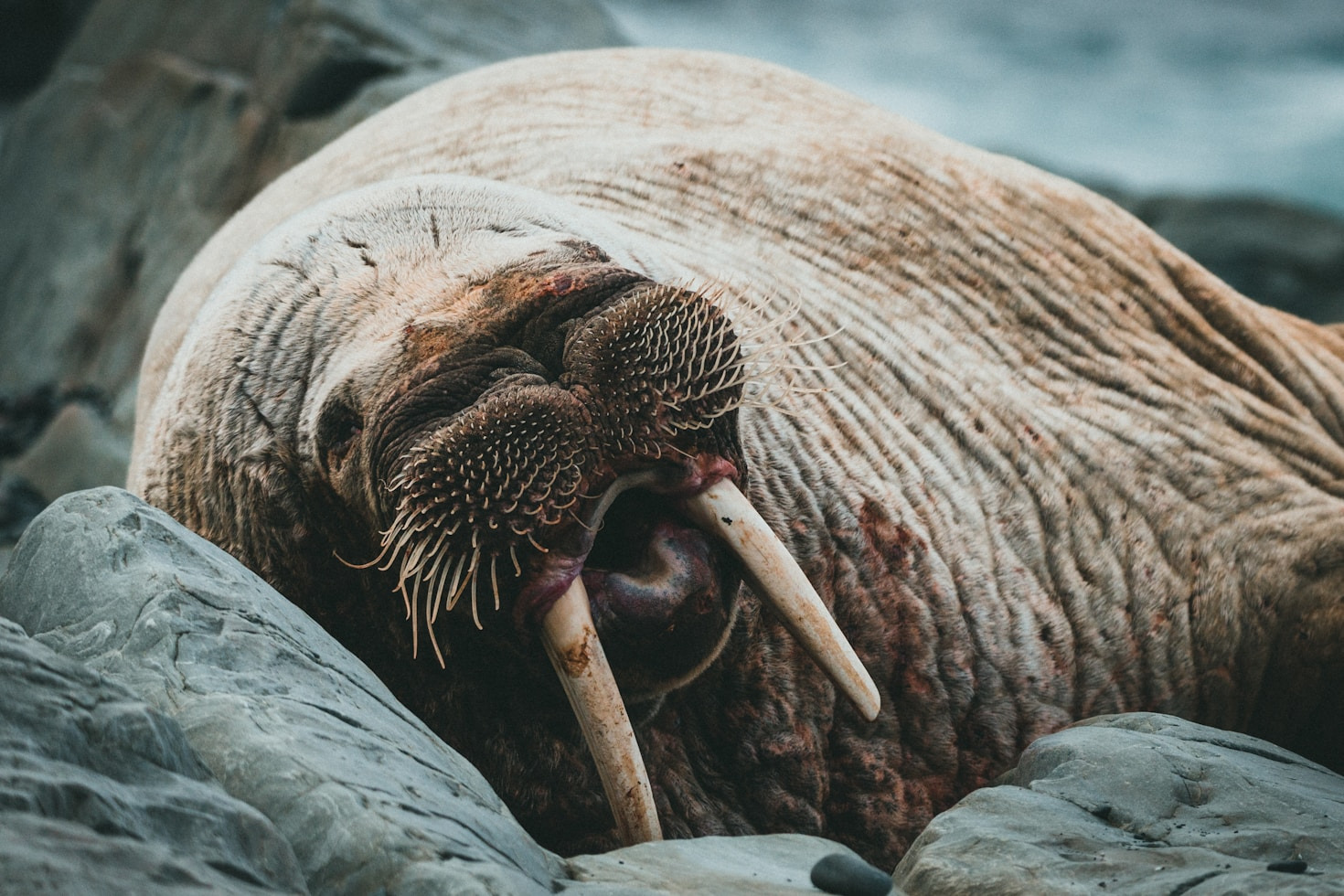 Understanding The Unique Needs Of Aging Whales