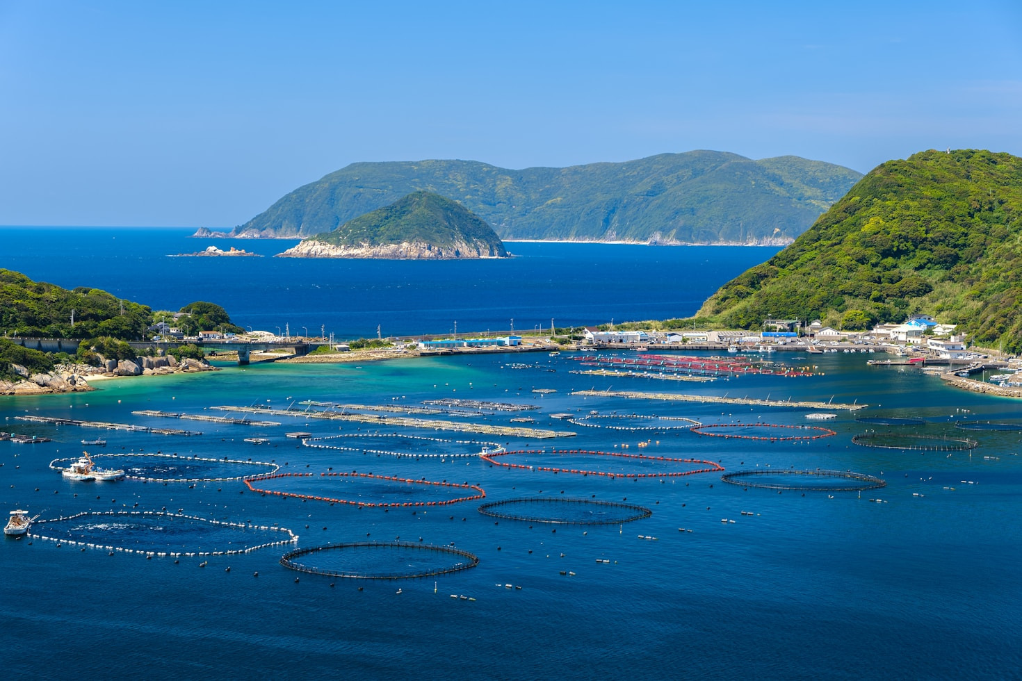 Global Conservation Efforts For Marine Mammal Welfare