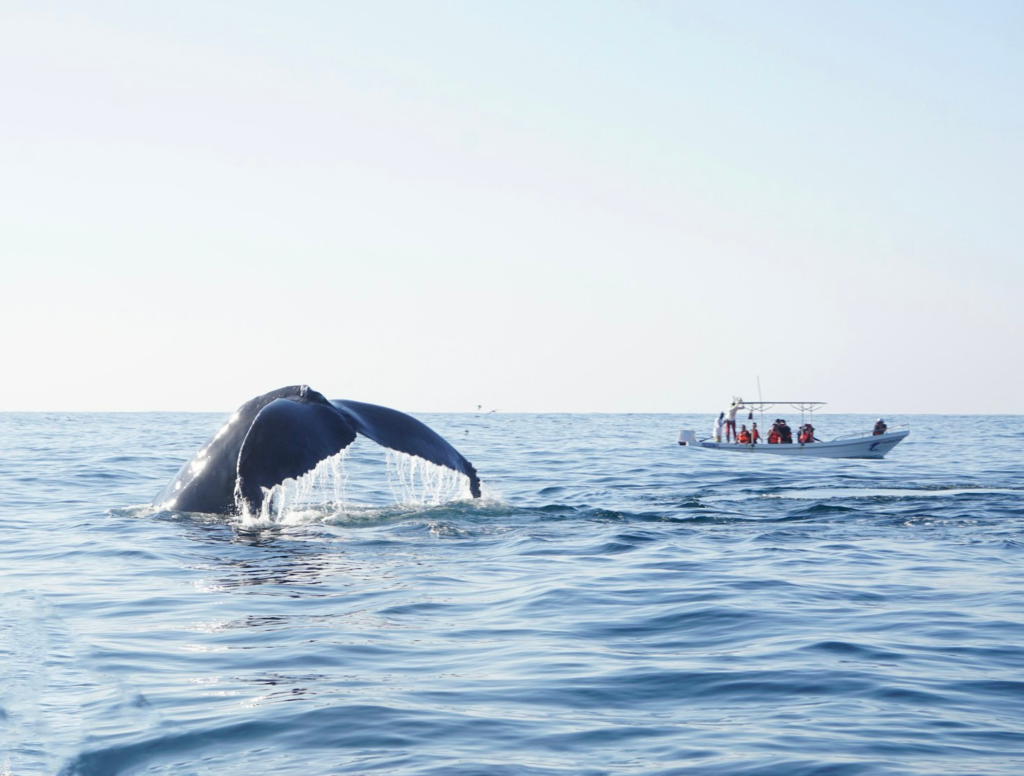 The Path Toward Establishing Permanent Whale Sanctuaries